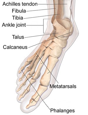 Bones of the Foot and Ankle